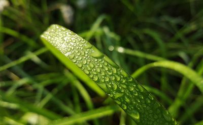 wet plant