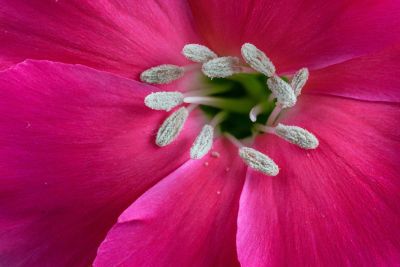 rose color flower