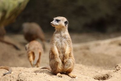 meerkat group