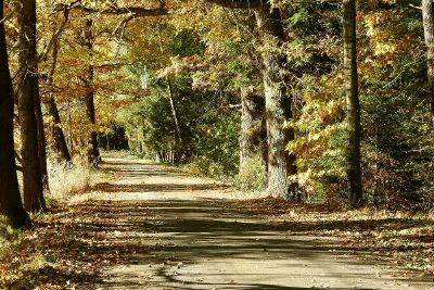 trees in the forrest