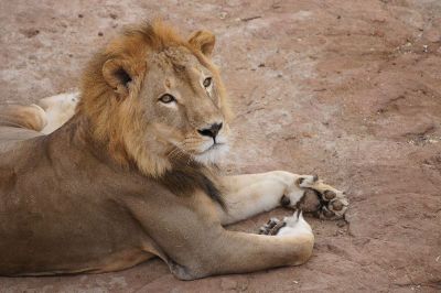 lion relaxing