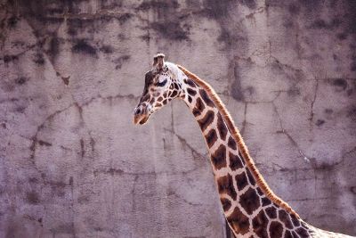 giraffe by wall