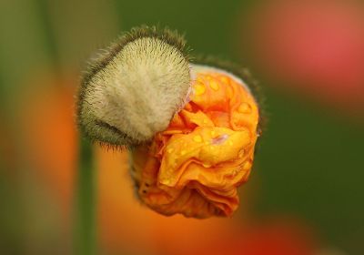 alien flower