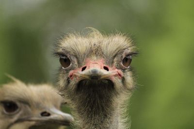 pair of emus