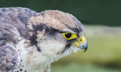 yellow eyed bird