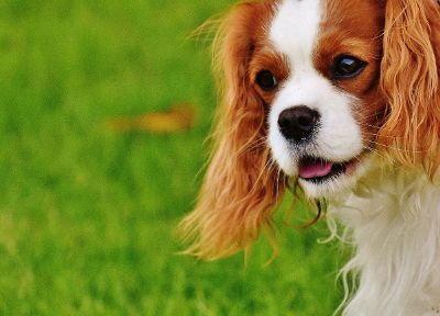 puppy in a field