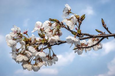 branch with cherry blossoms