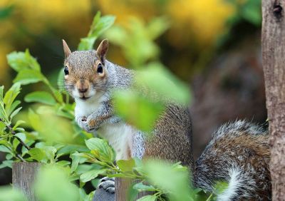 squirrel looking at camera