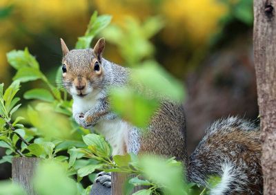 squirrel looking at camera