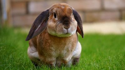 brown rabbit in grass