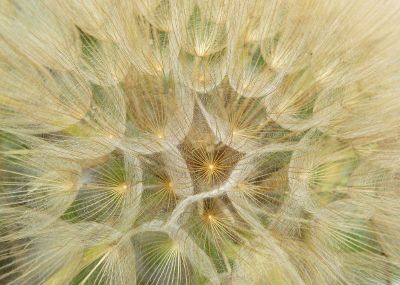 dandelion seeds up close