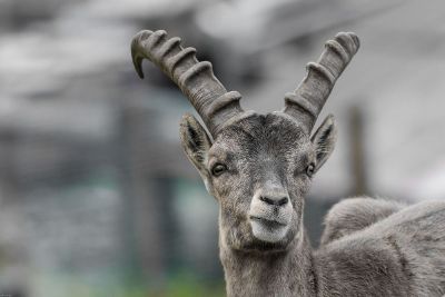 grey steinbock with horns