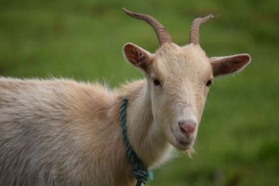 beautiful goat