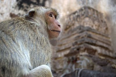 monkey portrait