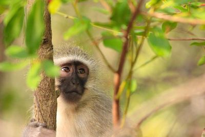 a monkey on a tree