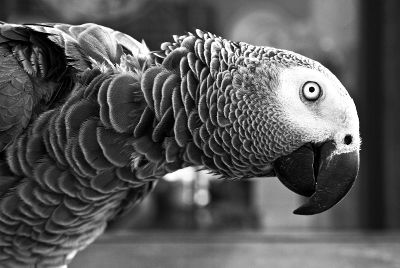 bird in black and white view