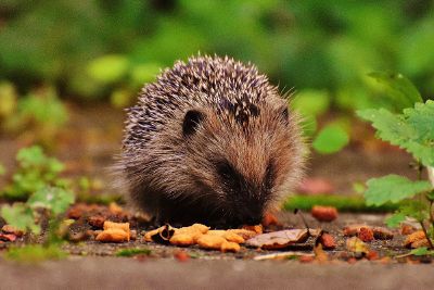 hedgehog in nature