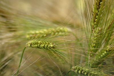 beautiful green focused grass flower