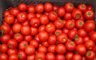 basket of tomatoes