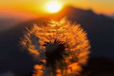 flower in sunset