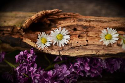 flower on wood