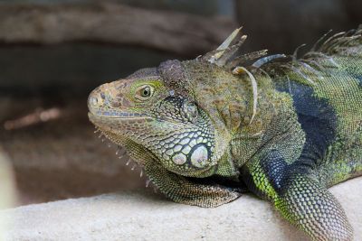 awesome lizard closeup