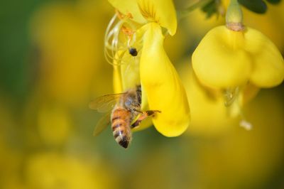 bee getting polen from yellow flower
