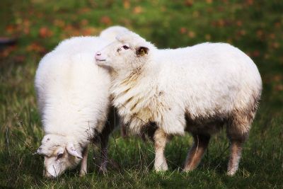 two sheep