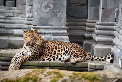 bored leopard sit on stone