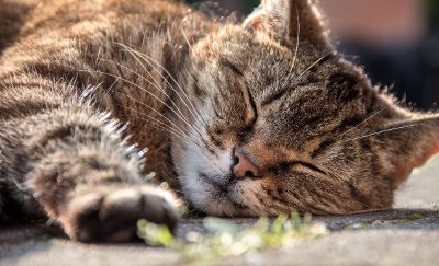 cat sleeping on the ground