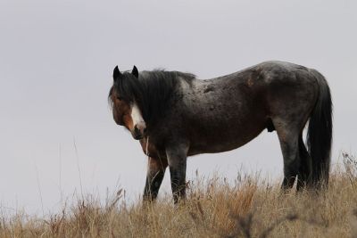 horse in field