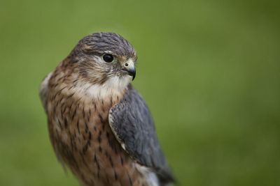 small brown bird