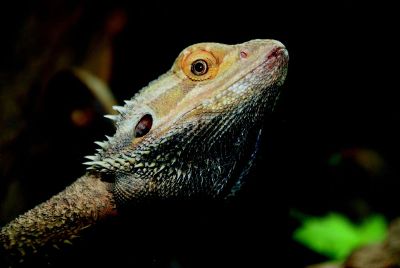 curious bearded dragon