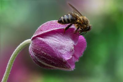 bee on a tulip