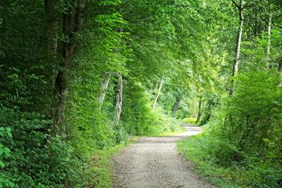 leafy walkway