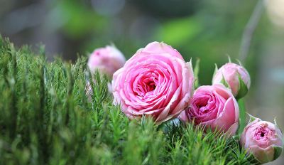 pink roses in a bush