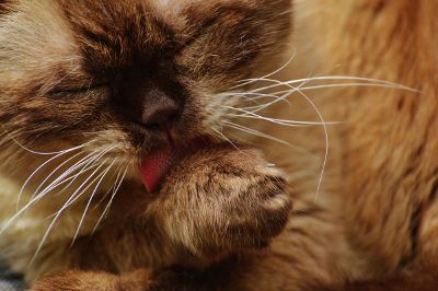 cat cleaning paw