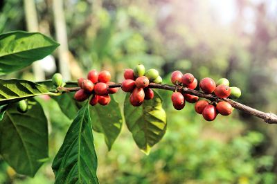 fruits on limb