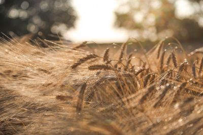 golden wheat in the sun