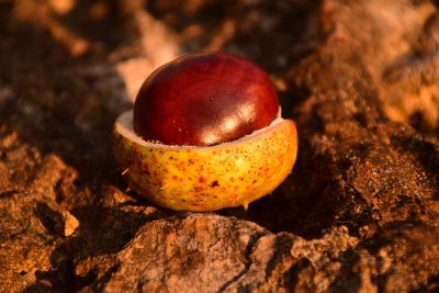 horse chestnut