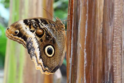 butterfly on tree