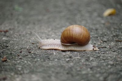 desperate snail crosses road
