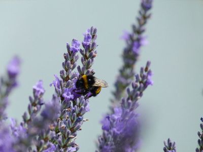 bee on the flower