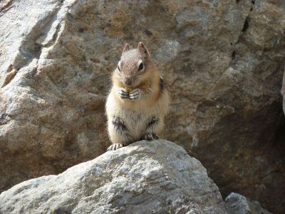 chipmunk eating seed