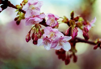 gorgeous pink