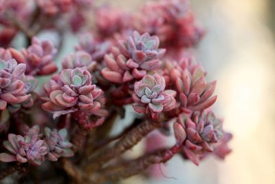 purple plants