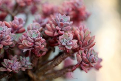 purple plants