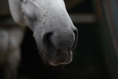 horse muzzle in black and white