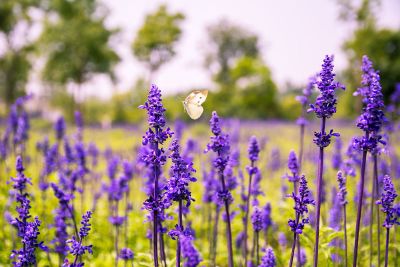 colorful butterfly