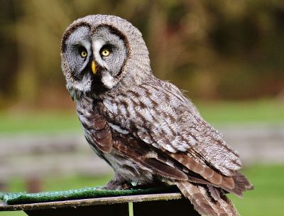 owl resting